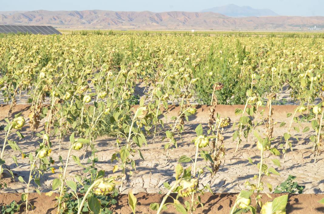 Yer altından fışkıran suyun sırrı çözüldü! Konya Ovası tehlikede 8